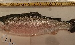 Healthy rainbow trout with condition factor 1.47