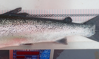 Slightly lean Atlantic salmon with condition factor 1–1.2