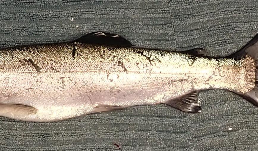 Clearly emaciated rainbow trout with condition factor 1.01