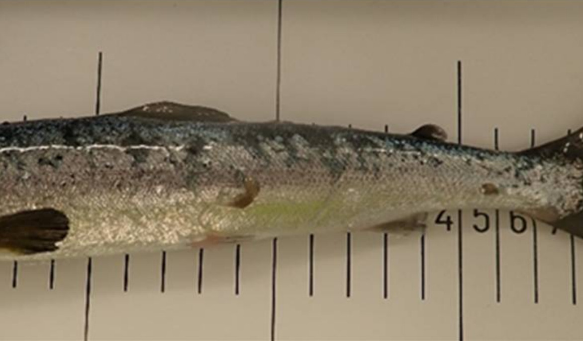 Severely emaciated Atlantic salmon
