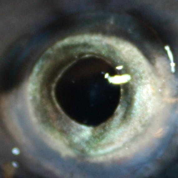 Healthy rainbow trout eye