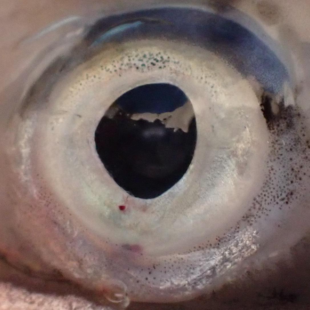 Rainbow trout with minor eye injury