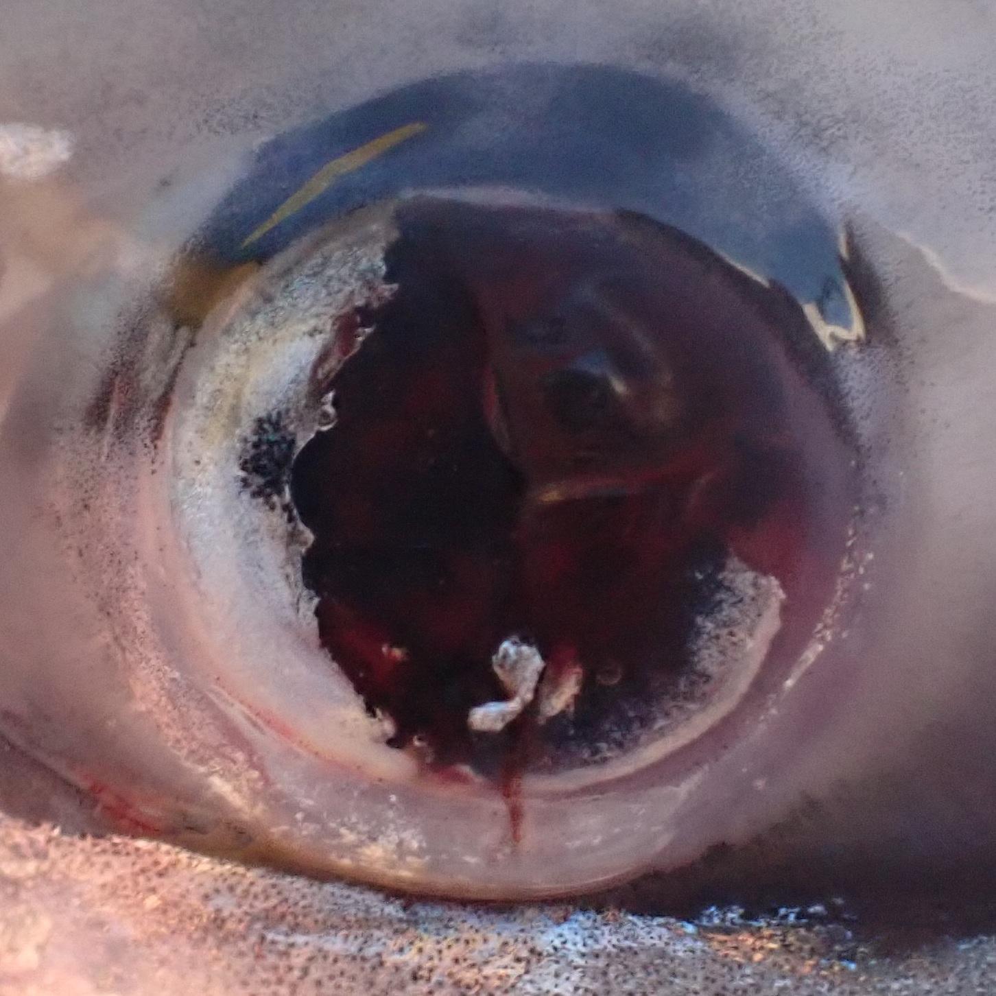 Rainbow trout with severe eye injury