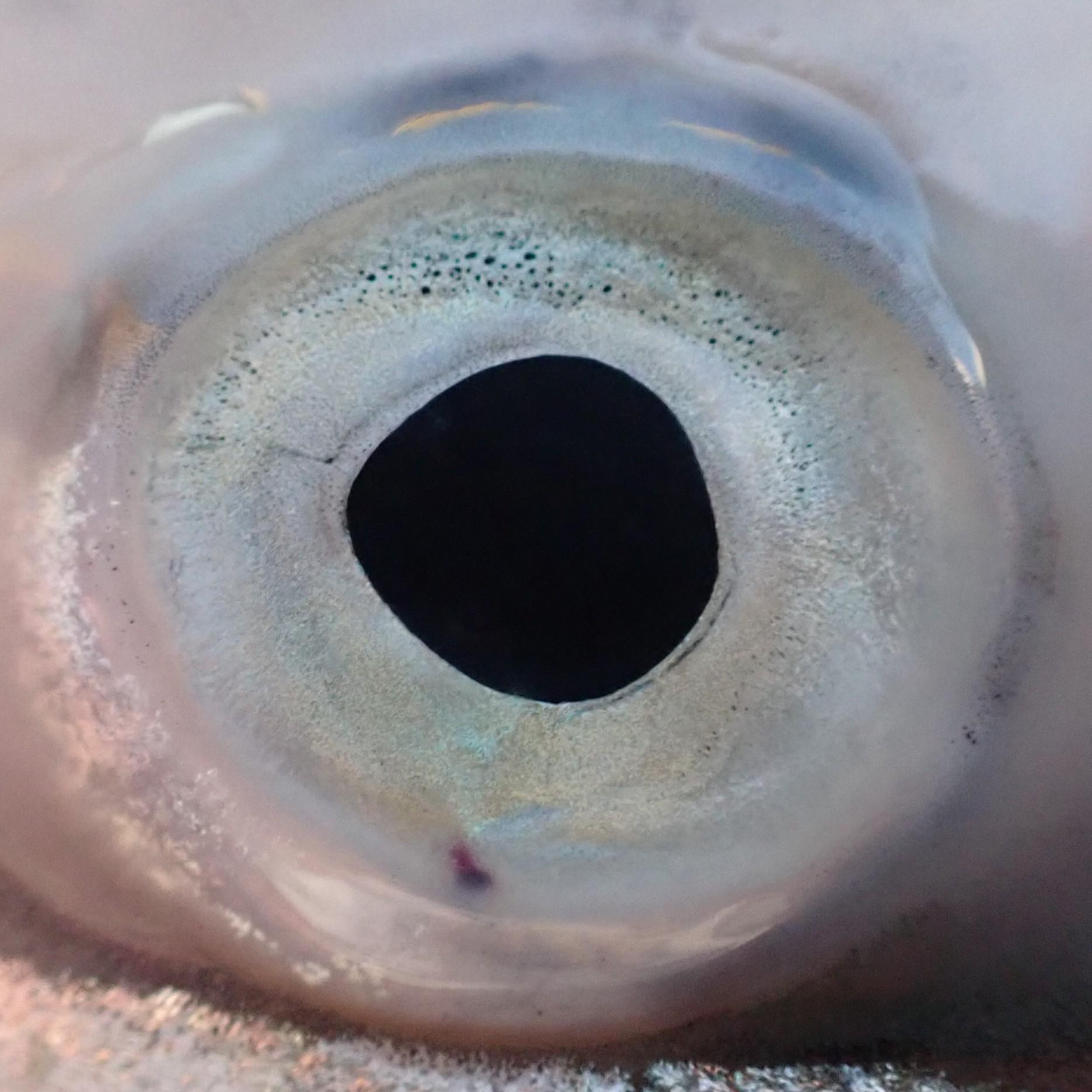 Rainbow trout eye without any opacity