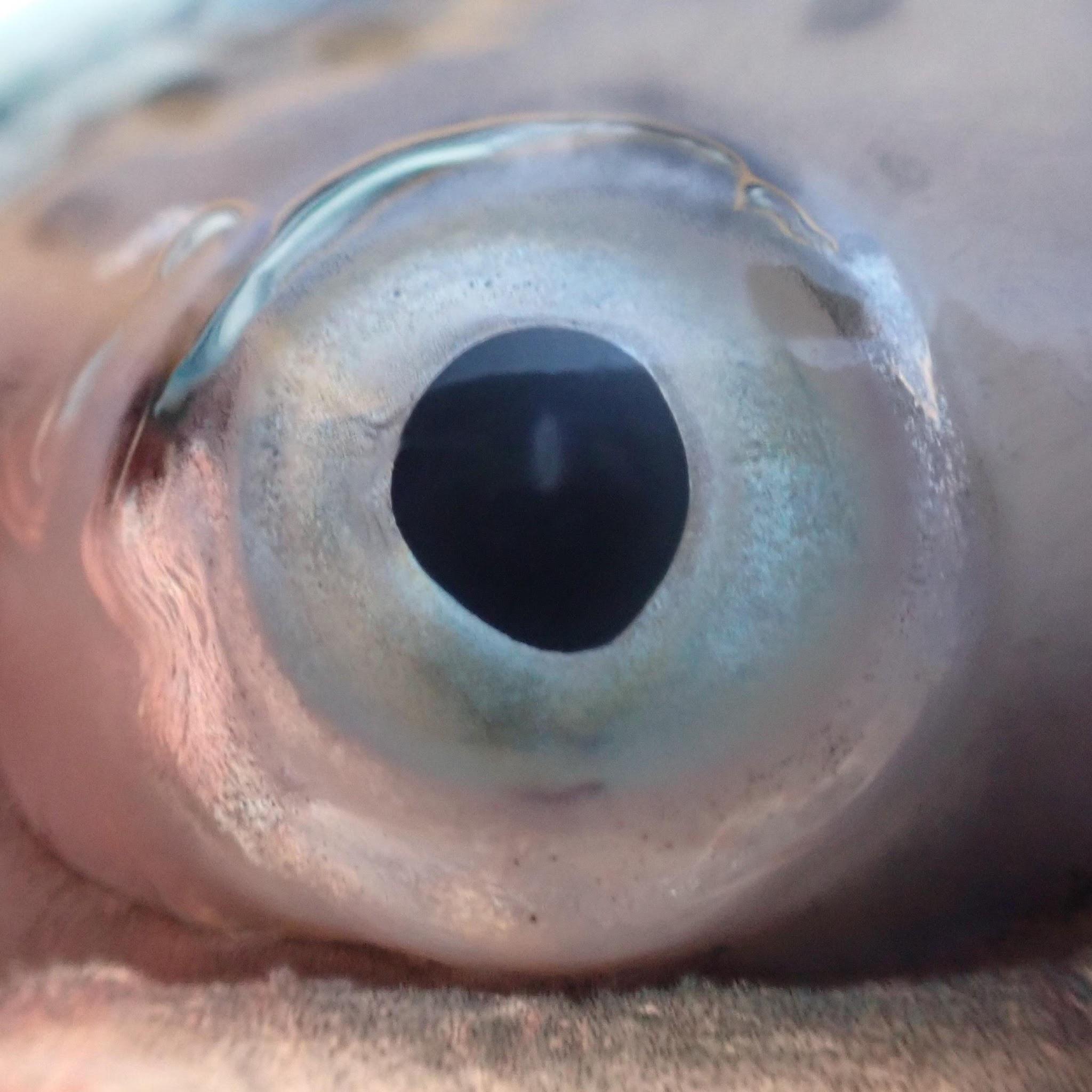 Rainbow trout eye with minor opacity