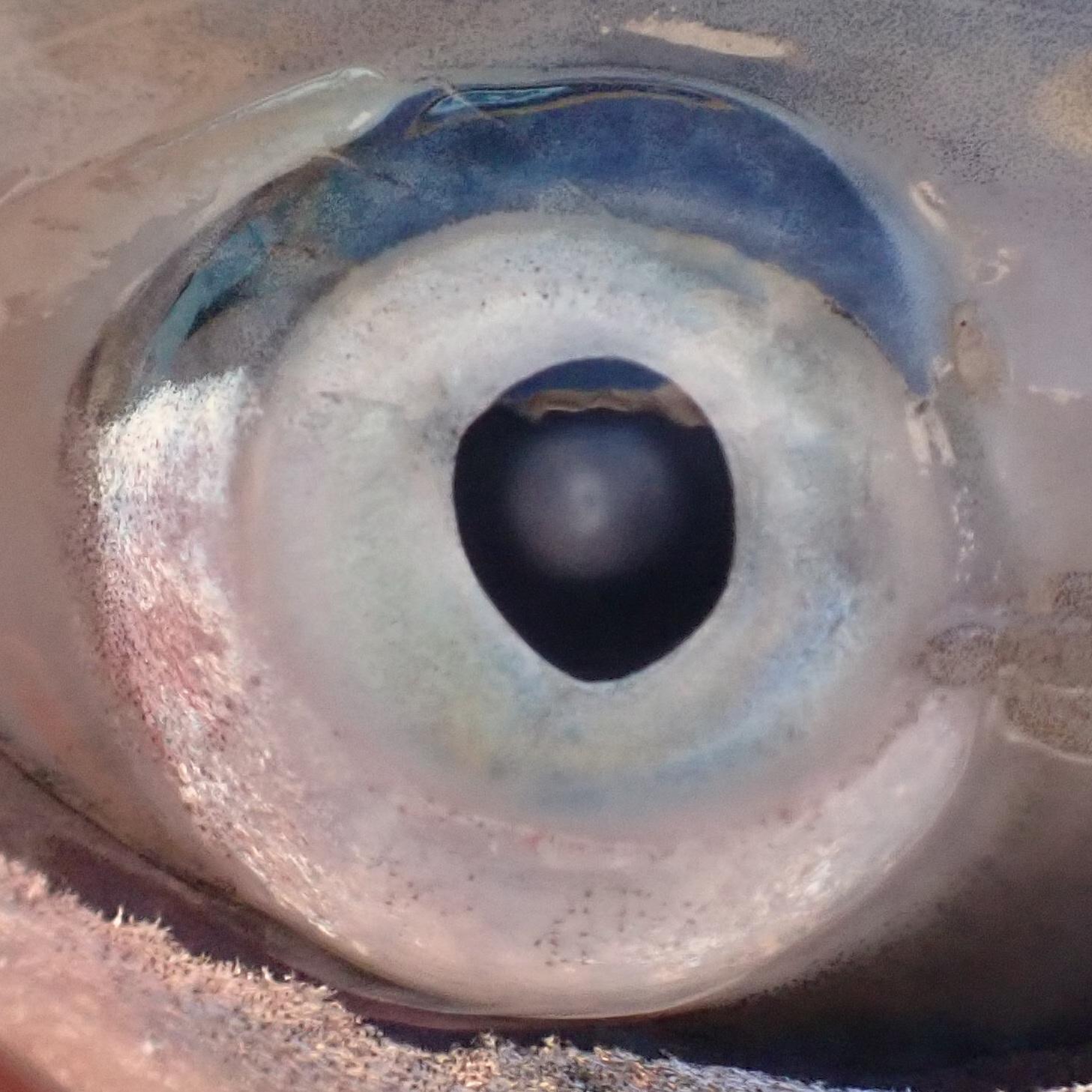 Rainbow trout eye with clear opacity
