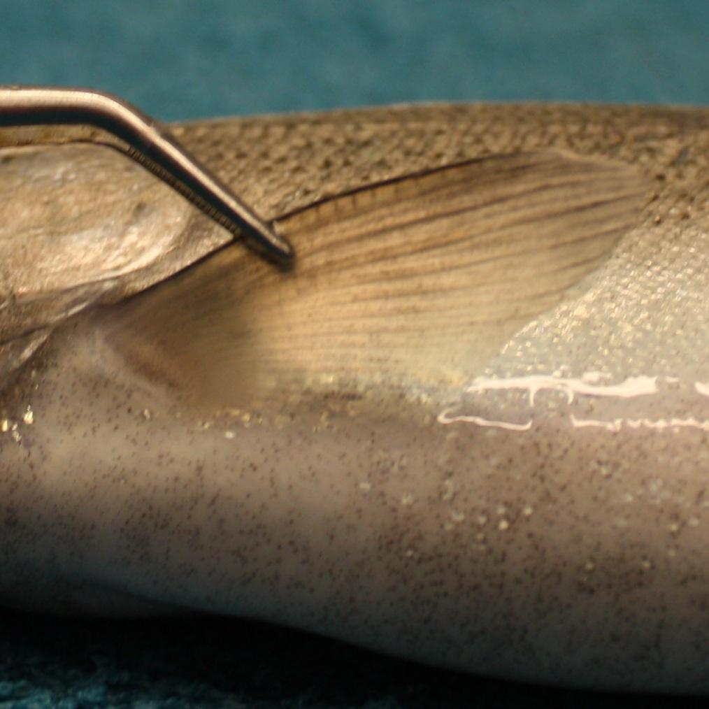 Rainbow trout pectoral fin, score 0