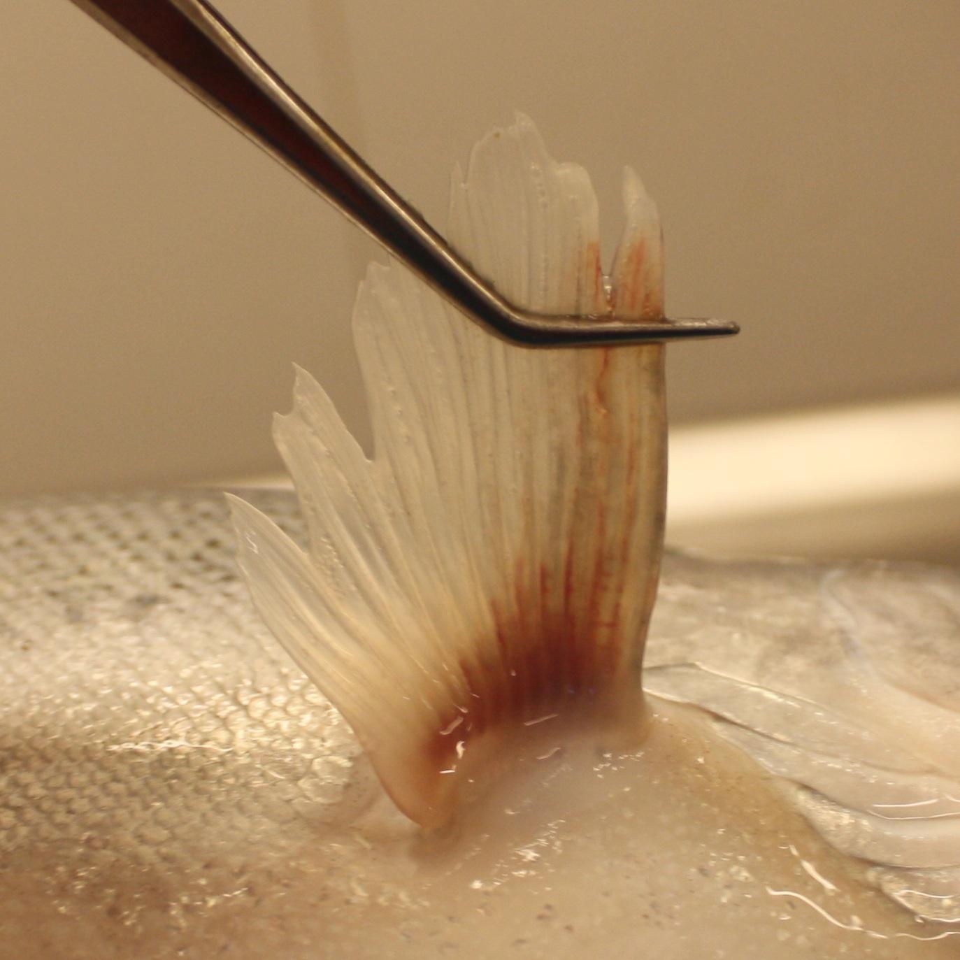 Rainbow trout pectoral fin, score 2