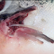 Rainbow trout pectoral fin, score 3