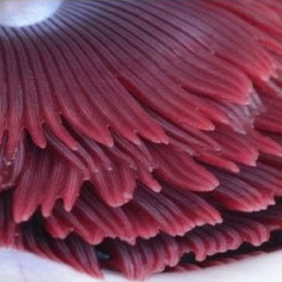 Healthy Atlantic salmon gills