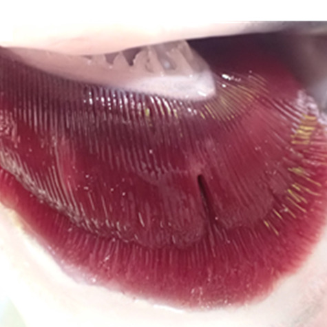 Atlantic salmon gills with minor alterations