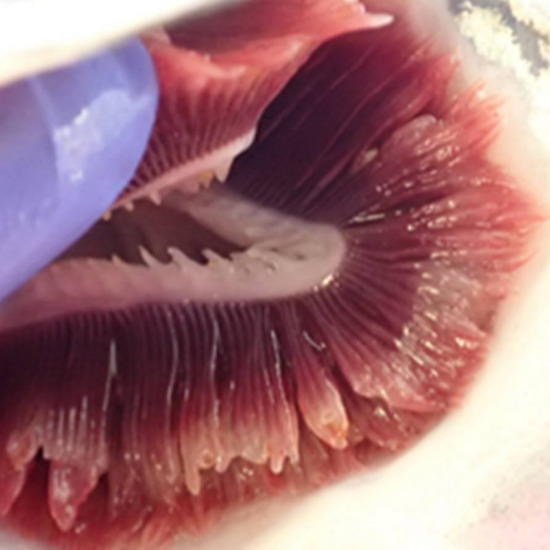 Atlantic salmon gills with clear alterations