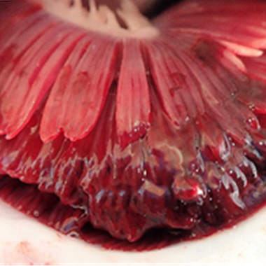 Atlantic salmon gills with severe alterations
