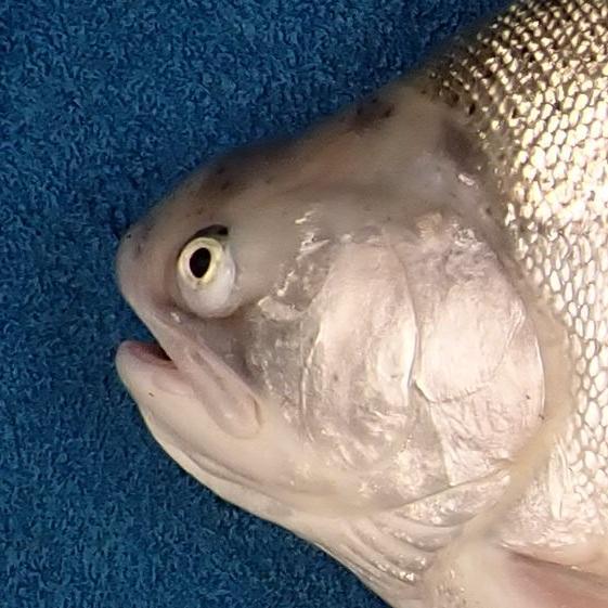 Rainbow trout with minor lower jaw deformity