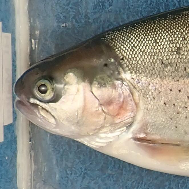 Rainbow trout with no operculum damage