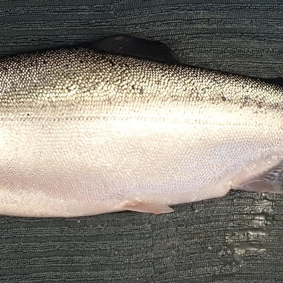 Healthy rainbow trout with no scale loss