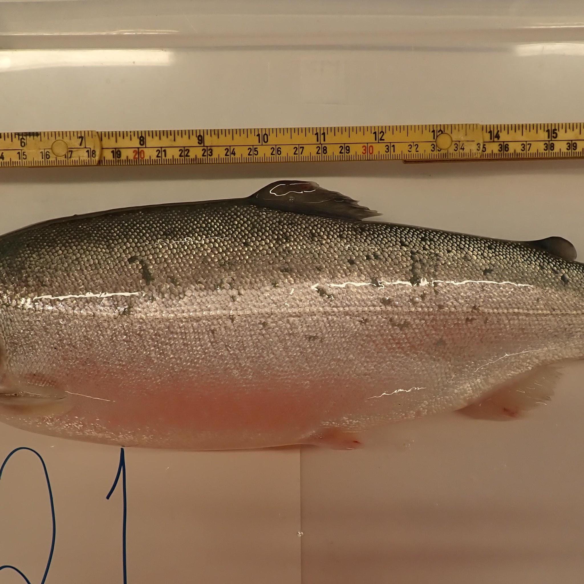 Rainbow trout with minor scale loss