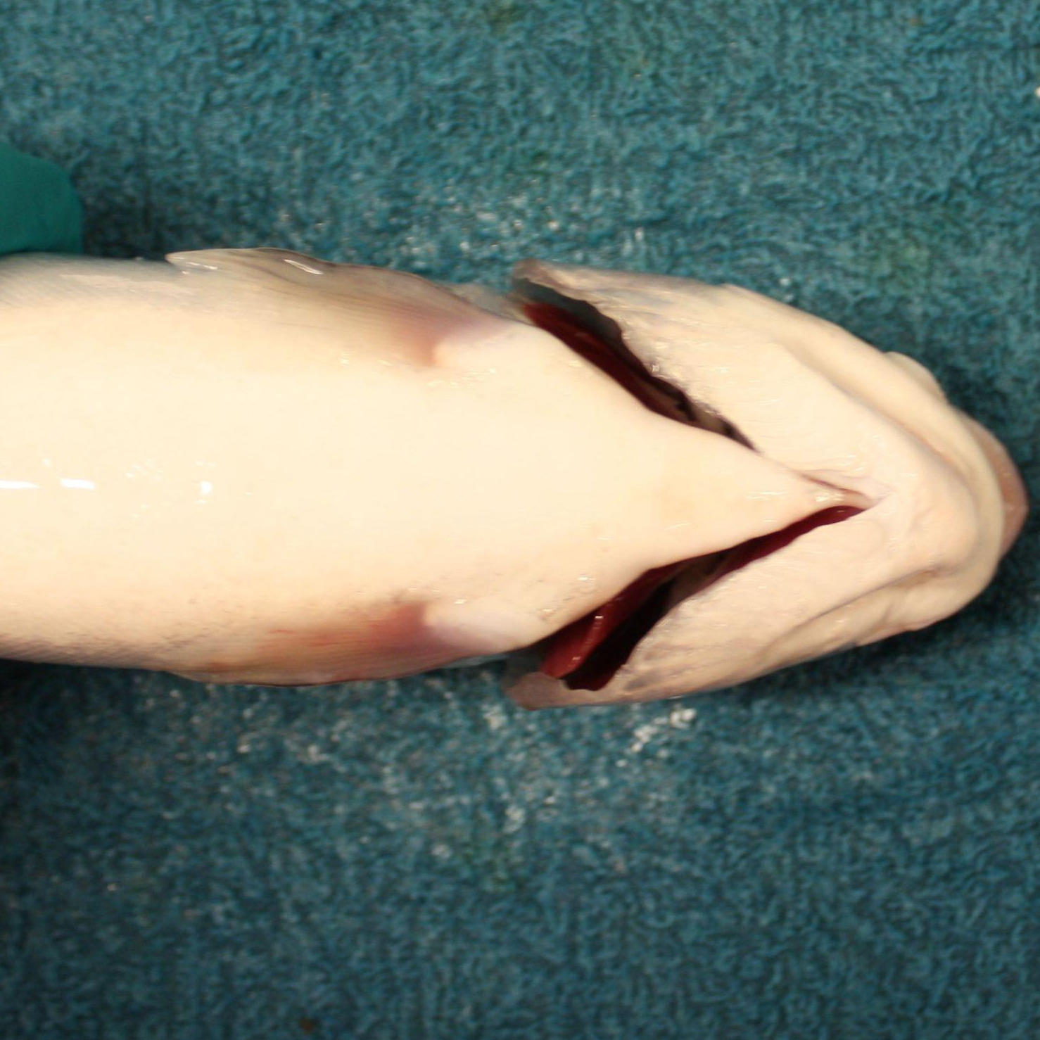 Healthy rainbow trout with no injuries