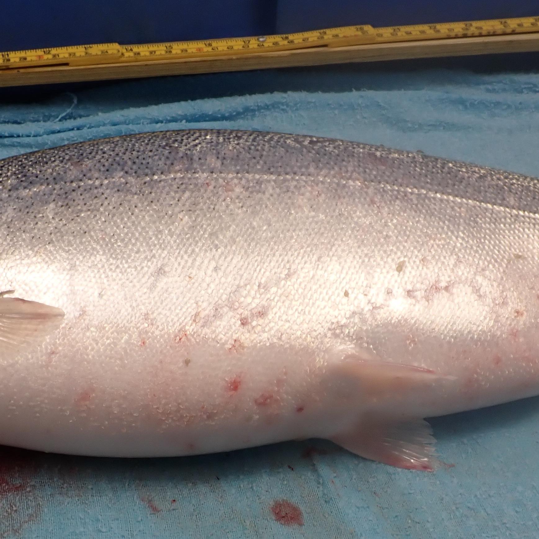 Rainbow trout with a few red spots