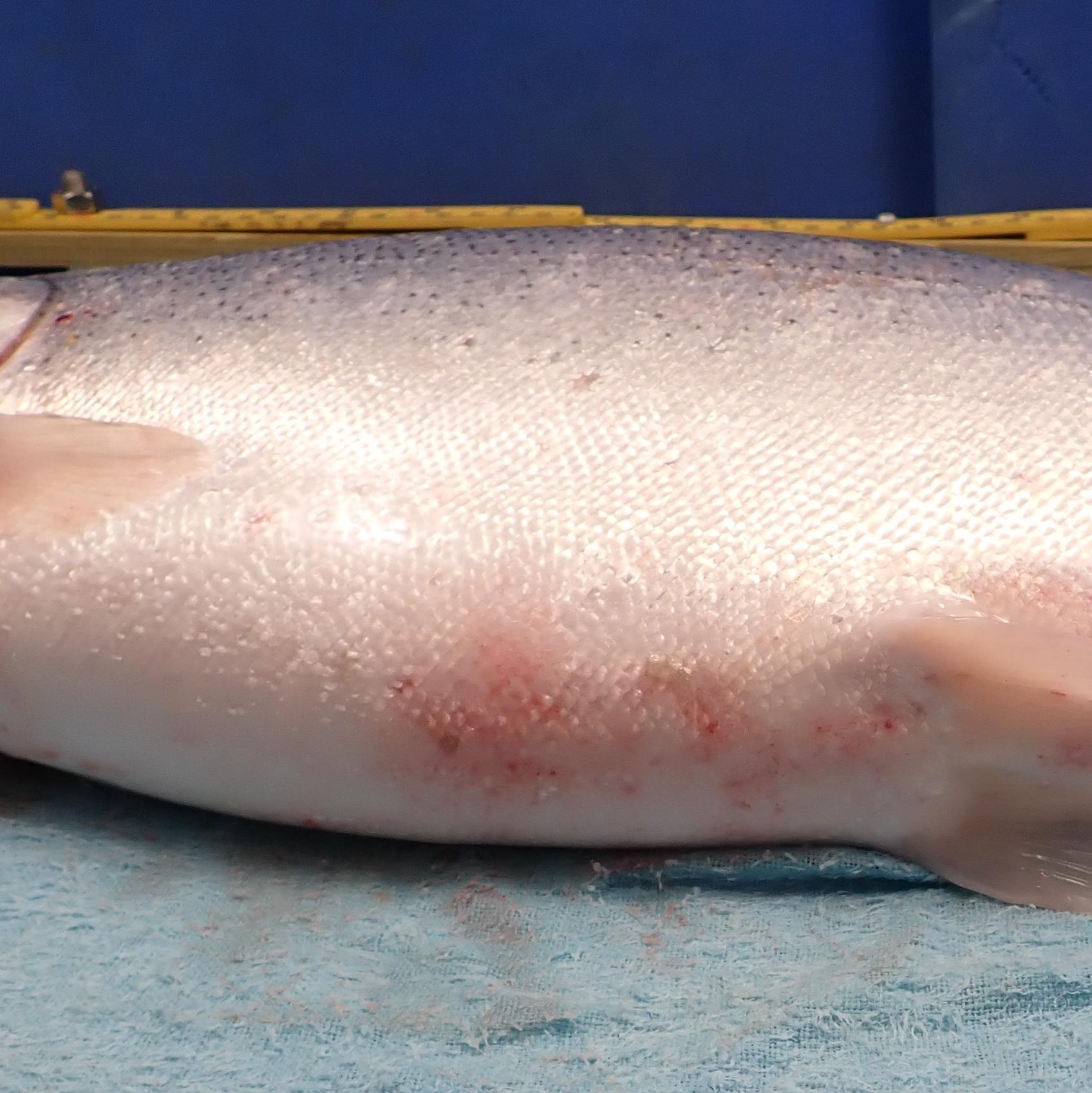 Rainbow trout with clear skin hemorrhaging
