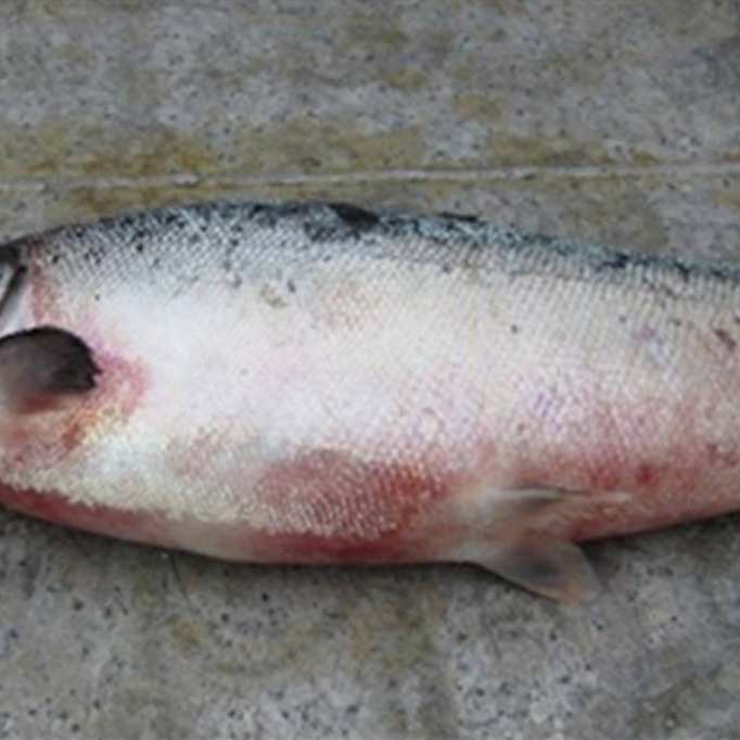 Atlantic salmon with severe skin hemorrhaging