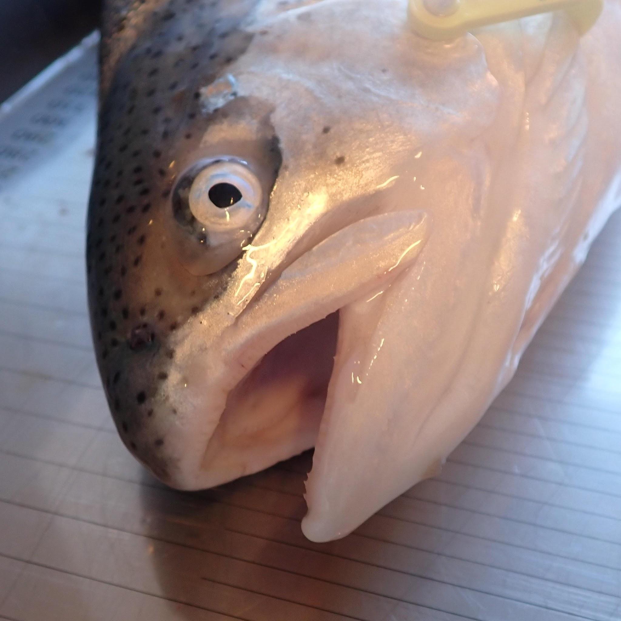 Rainbow trout with no snout damage