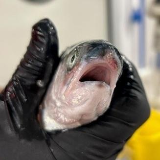Rainbow trout with minor snout damage