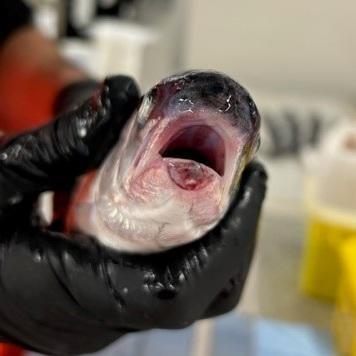 Rainbow trout with clear snout damage