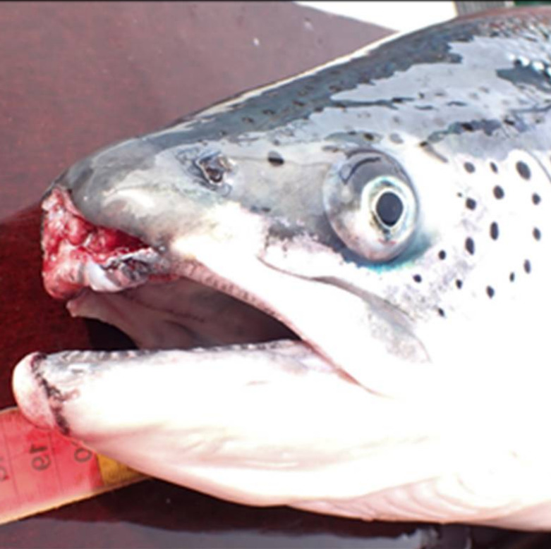 Atlantic salmon with severe snout damage