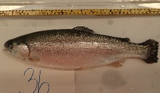 Healthy rainbow trout with no externally visible vertebral deformity