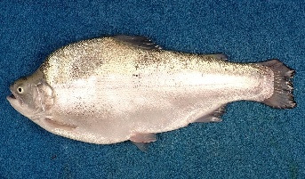 Rainbow trout with severe vertebral deformity